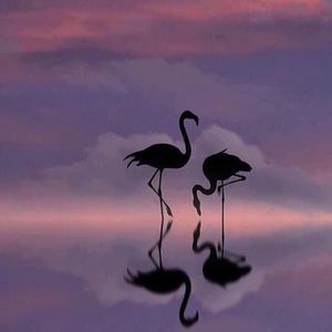 Meet your Posher, Lynne